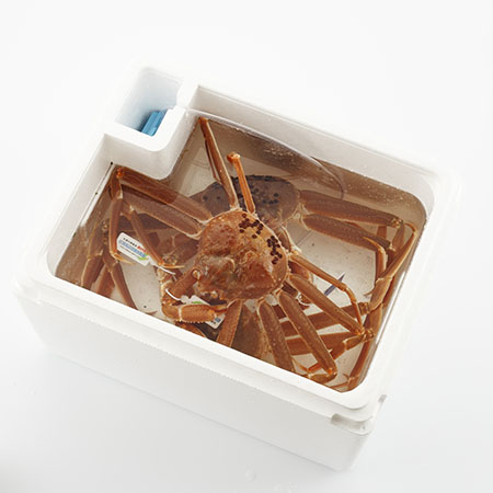 活　おけさ蟹（600g～800g）×3杯