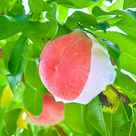 【減農薬特別栽培】笛吹市産白桃1.8kg