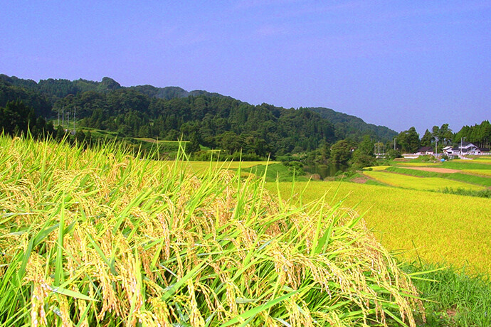 神子原地区棚田(世界農業遺産)