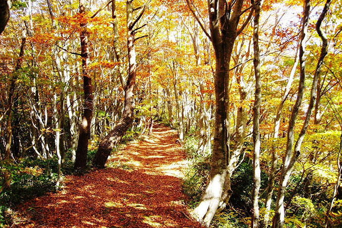 木々が色づく「越知山」の登山道