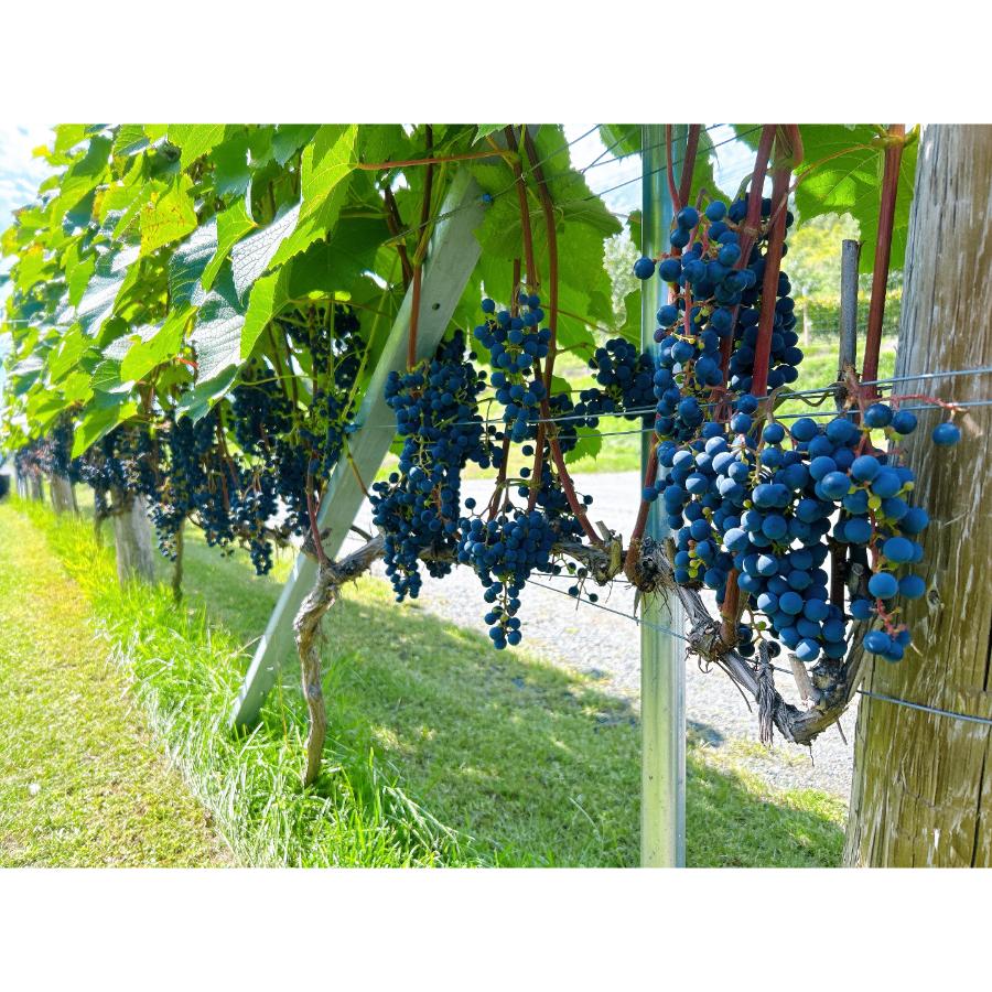 ＜桜夢雫＞清舞750ml×1