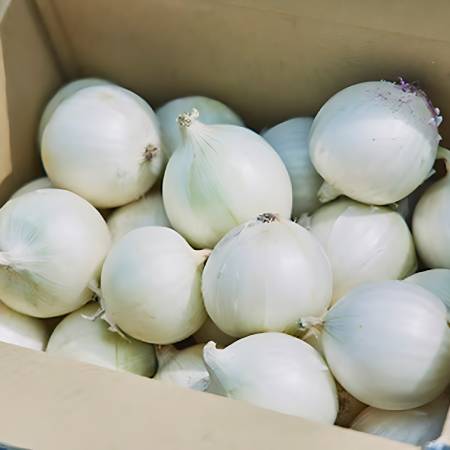 ＜S＆Hファーマー＞白たまねぎ5kg