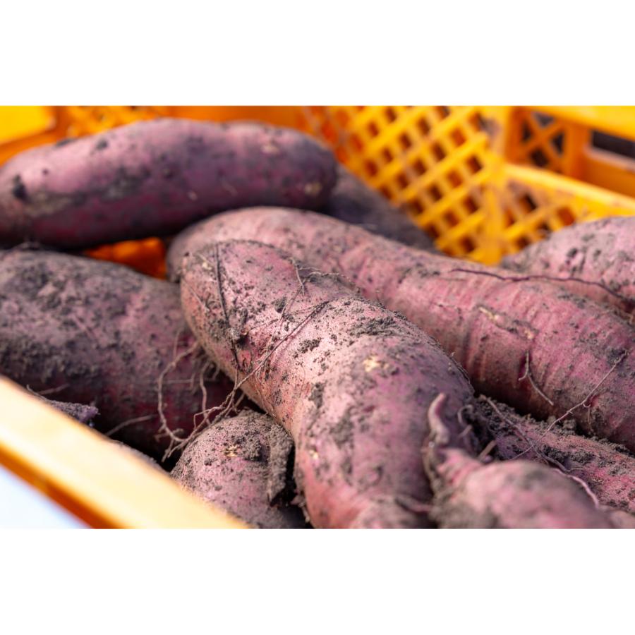 ＜緑夢ファーム＞とろけるプレミアム焼き芋1kg（4～5本入り）