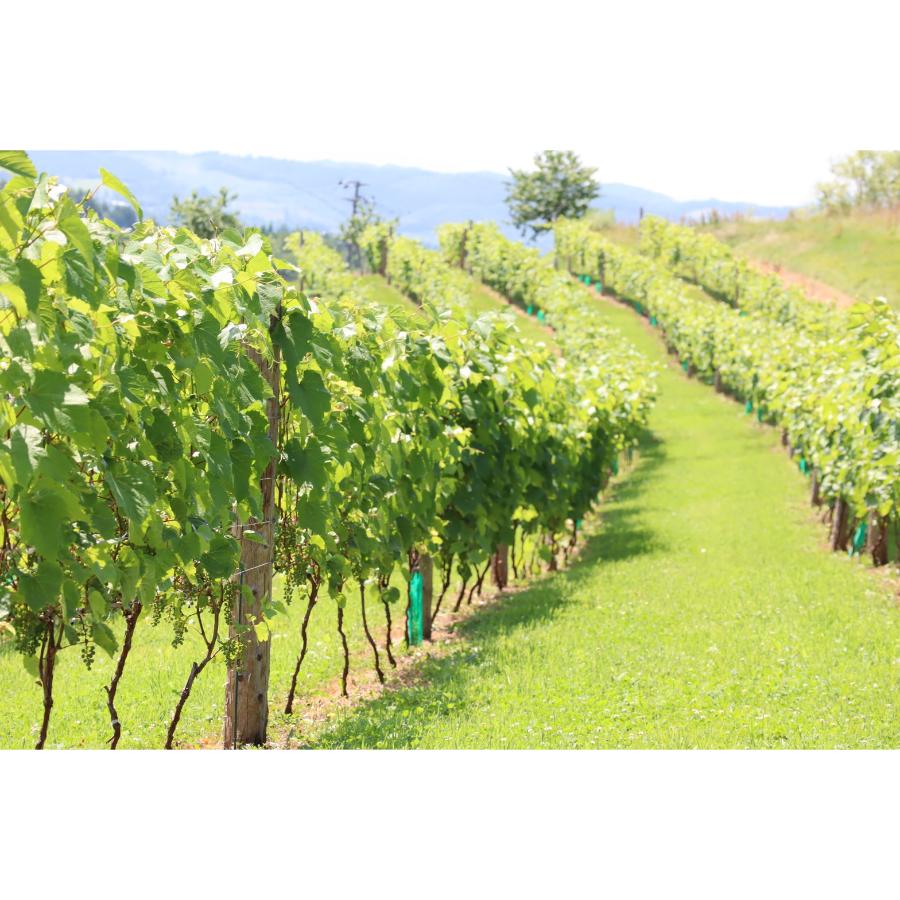 <Infeeld winery>山幸2022 750ml×1本
