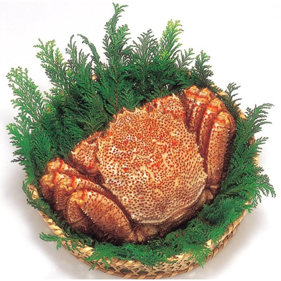 ＜きたに池田＞-70℃凍結ホタテ400g＆ボイル毛ガニ1尾