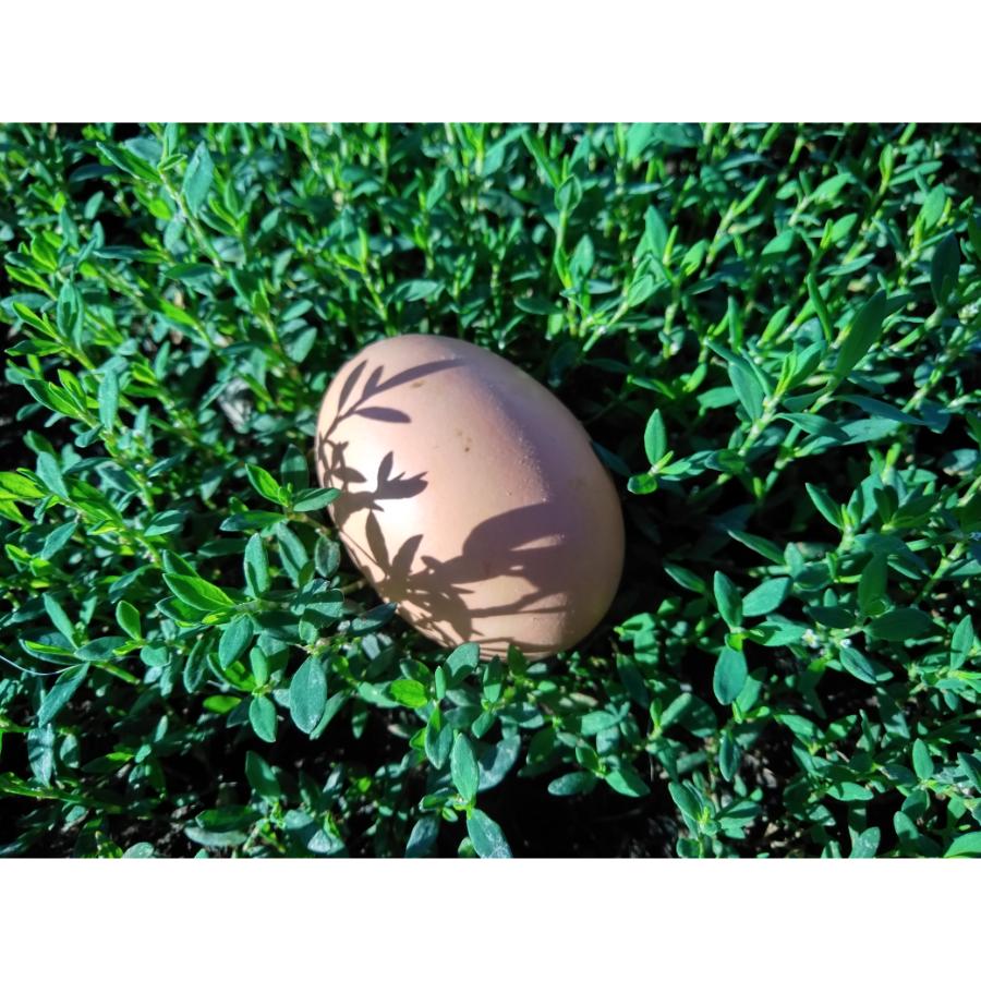 ＜埜や＞平飼い卵のエッグタルト6個入