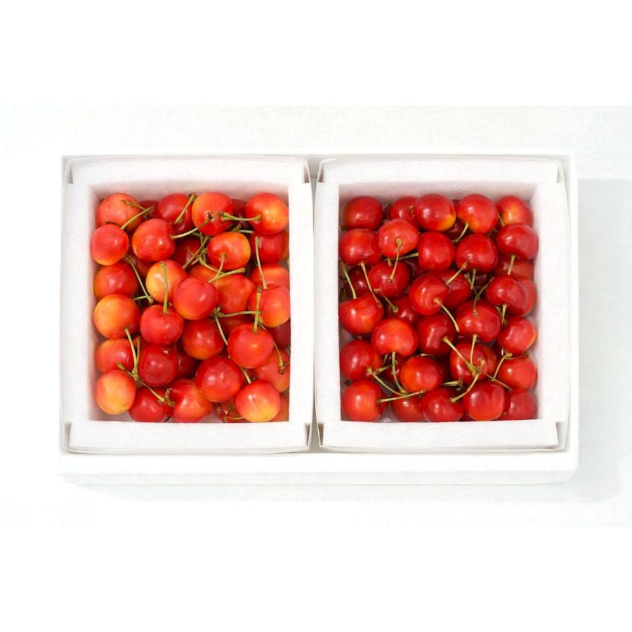＜大橋さくらんぼ園＞さくらんぼCセット（南陽・紅秀峰）バラ500g×2パック