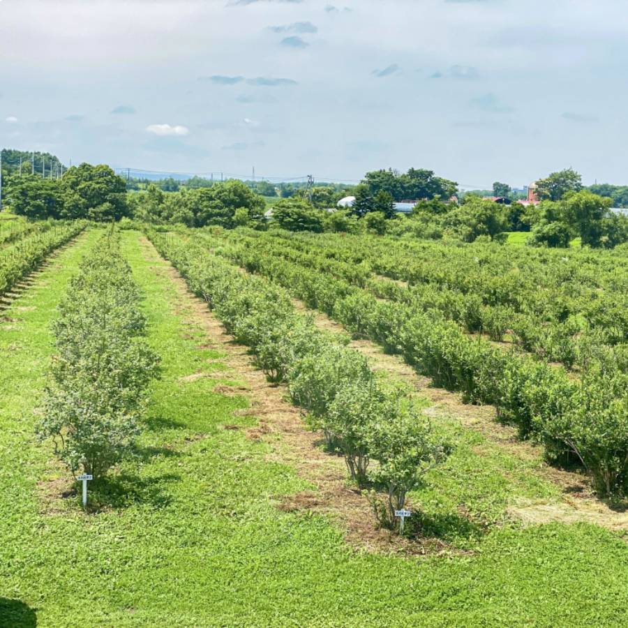 ＜ベリーファーム＞フレッシュオーガニックブルーベリー1kg