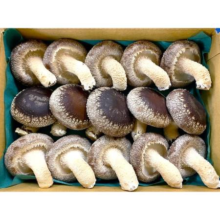＜あしだファーム＞肉厚生しいたけ900g