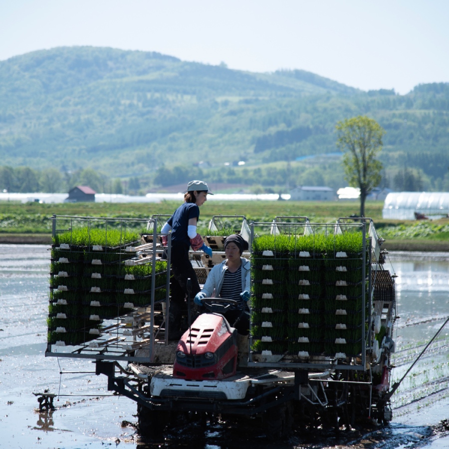 ＜有機農園たかしま農場＞(玄米)北海道深川産ゆめぴりか　栽培期間中農薬・化学肥料不使用5kg