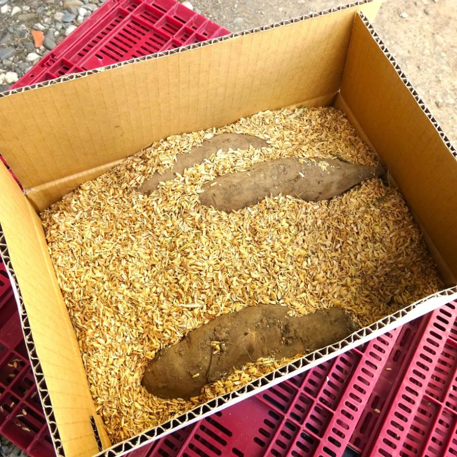 ＜余湖農園＞ヤーコン4kg