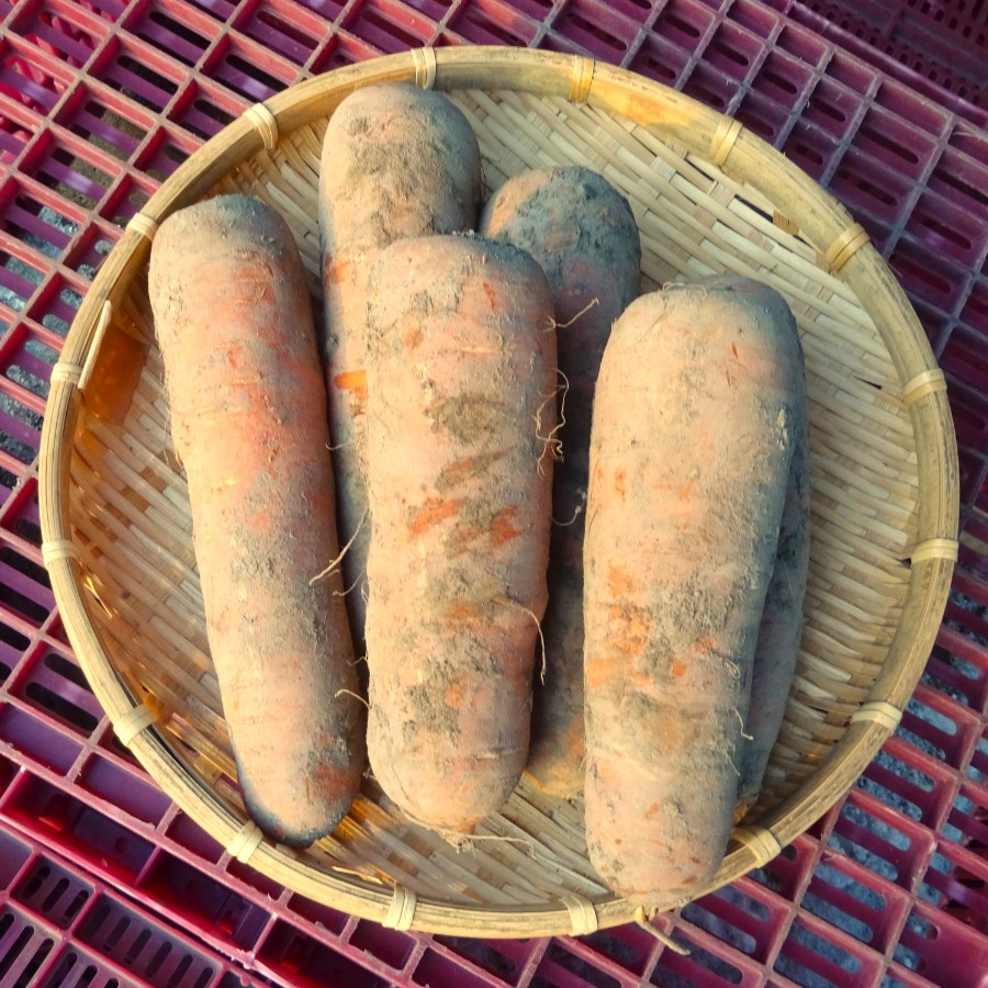 ＜余湖農園＞秋の野菜4点セット