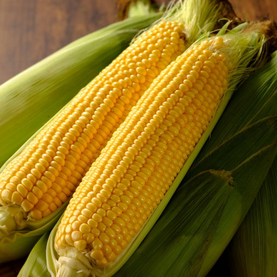 ＜余湖農園＞朝採りスイートコーン20本入り