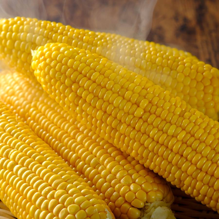 ＜余湖農園＞朝採りスイートコーン20本入り