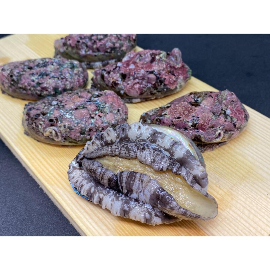<おらえのごっつお>海洋牧場育ち養殖活蝦夷あわび7.5cm以上×(6個入り×2袋)