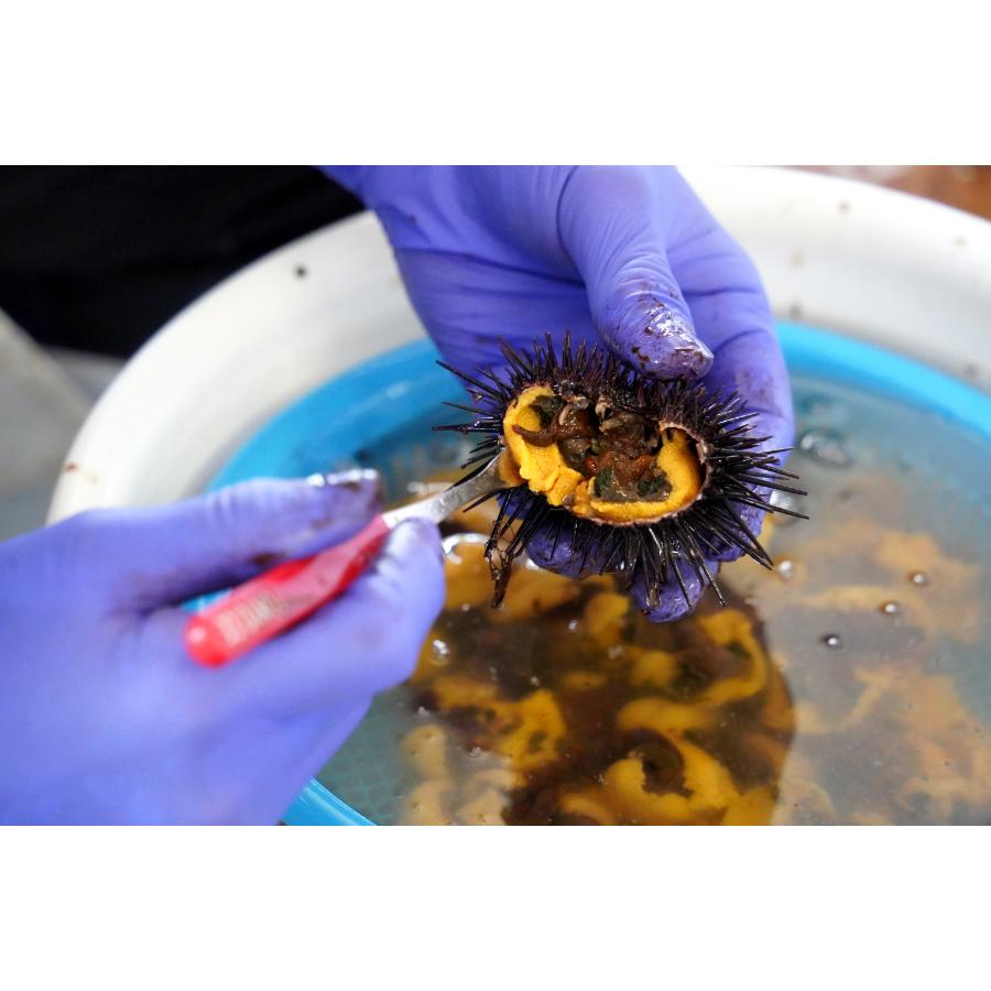 ＜ヤマチュウ＞特撰粒うに木箱60g×2本