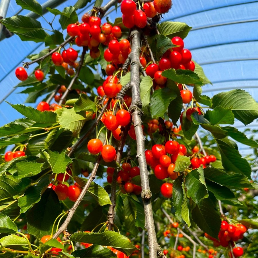 ＜iorifarmhokkaido＞さくらんぼジャム 120g×3個