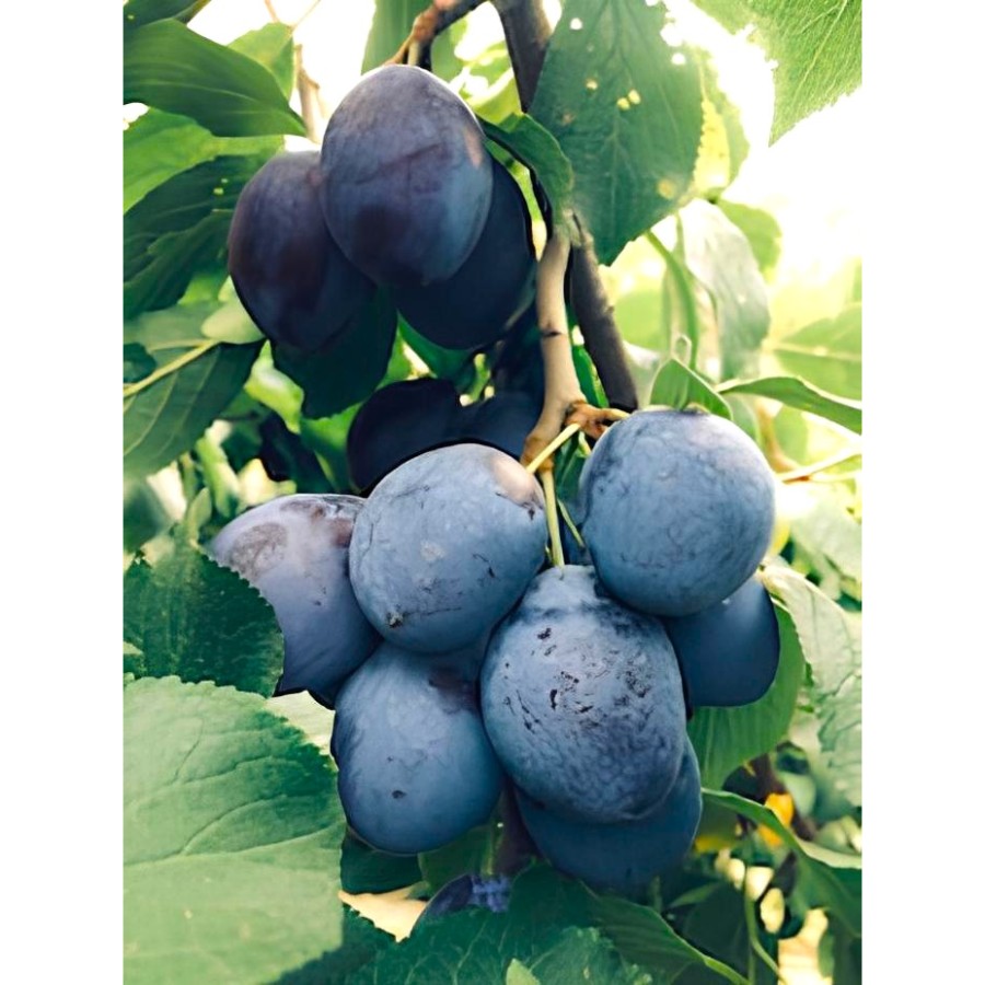 ＜iorifarmhokkaido＞プルーンジャム 120g×3個