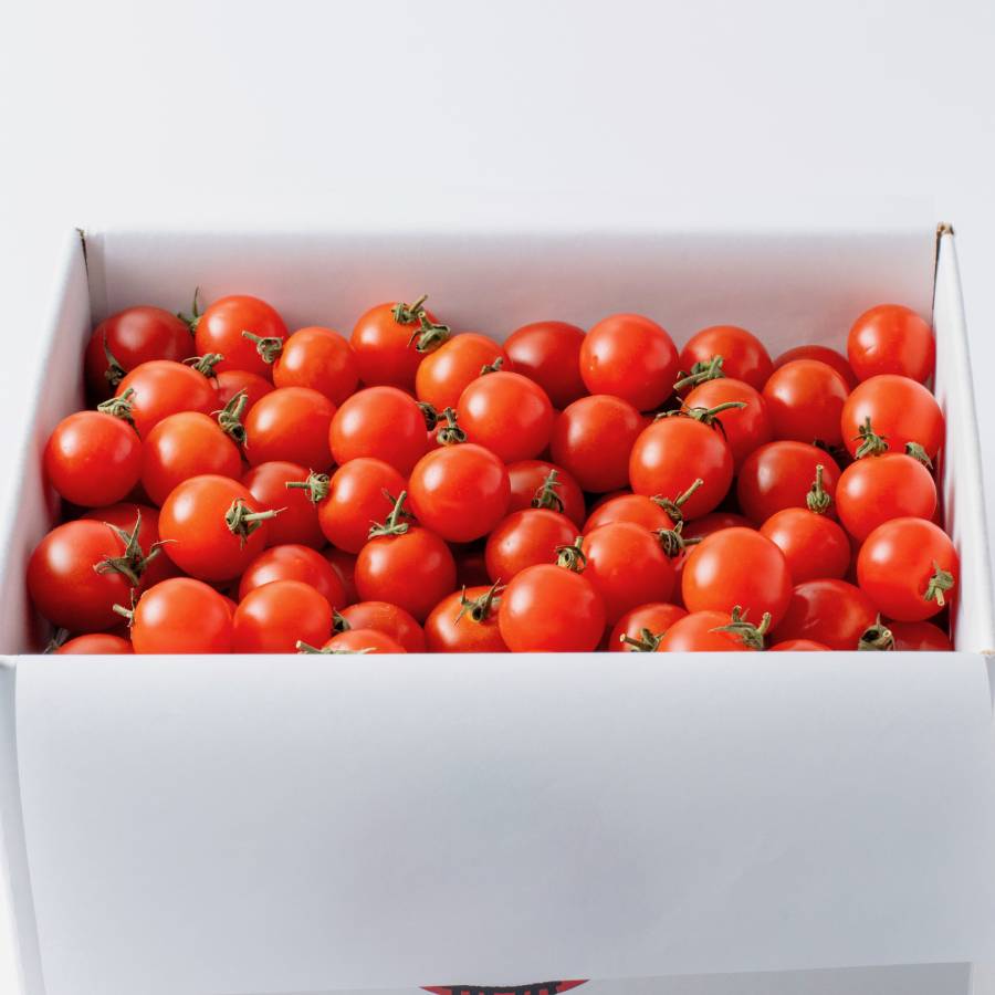 <北のほっぺ>樹上完熟 高糖度ミニトマト1kg