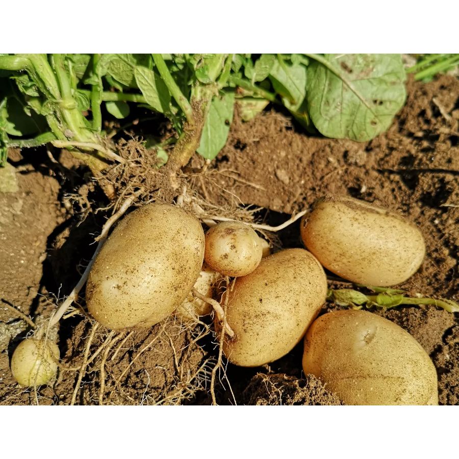 オーガニックの秋のお野菜セット