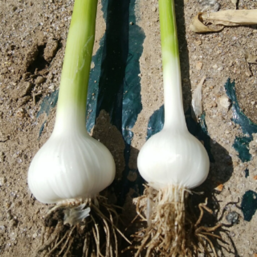 ＜AGRIER＞上富良野町産生にんにく 1kg