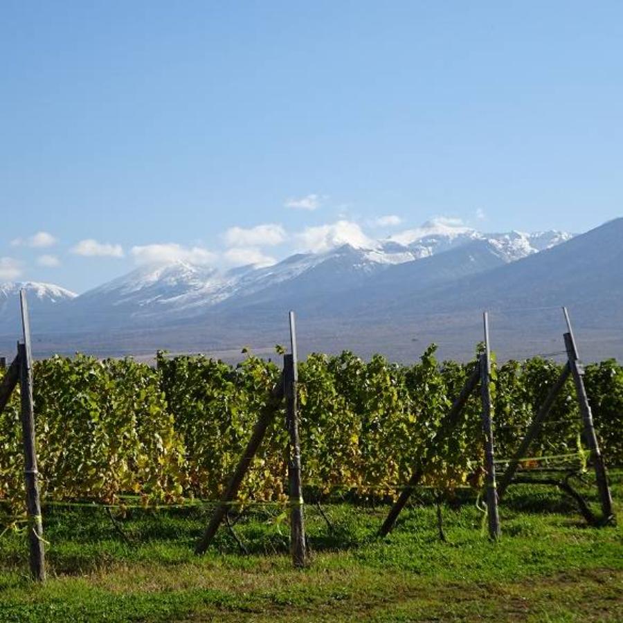 <多田ワイナリー>野生酵母ワイン750ml×2本【ワイナリーおまかせ】(6回定期便)