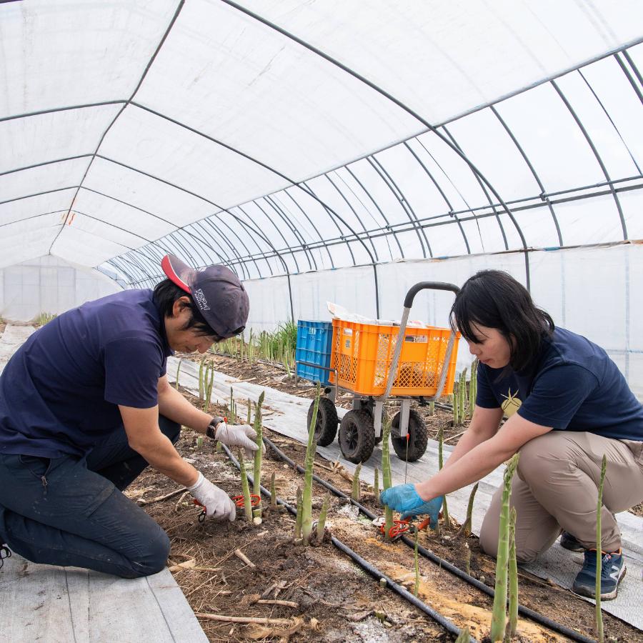 <しまねずみファーム>グリーンアスパラ【フラノラルム】3L/800g