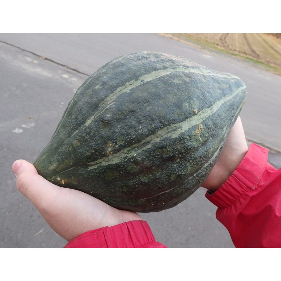 ＜上田ファーム＞ロロンかぼちゃ10kg