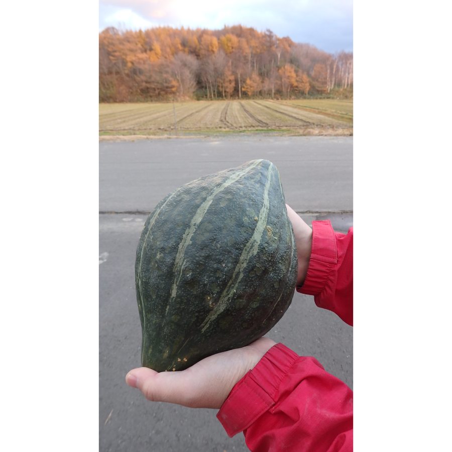 ＜上田ファーム＞ロロンかぼちゃ10kg