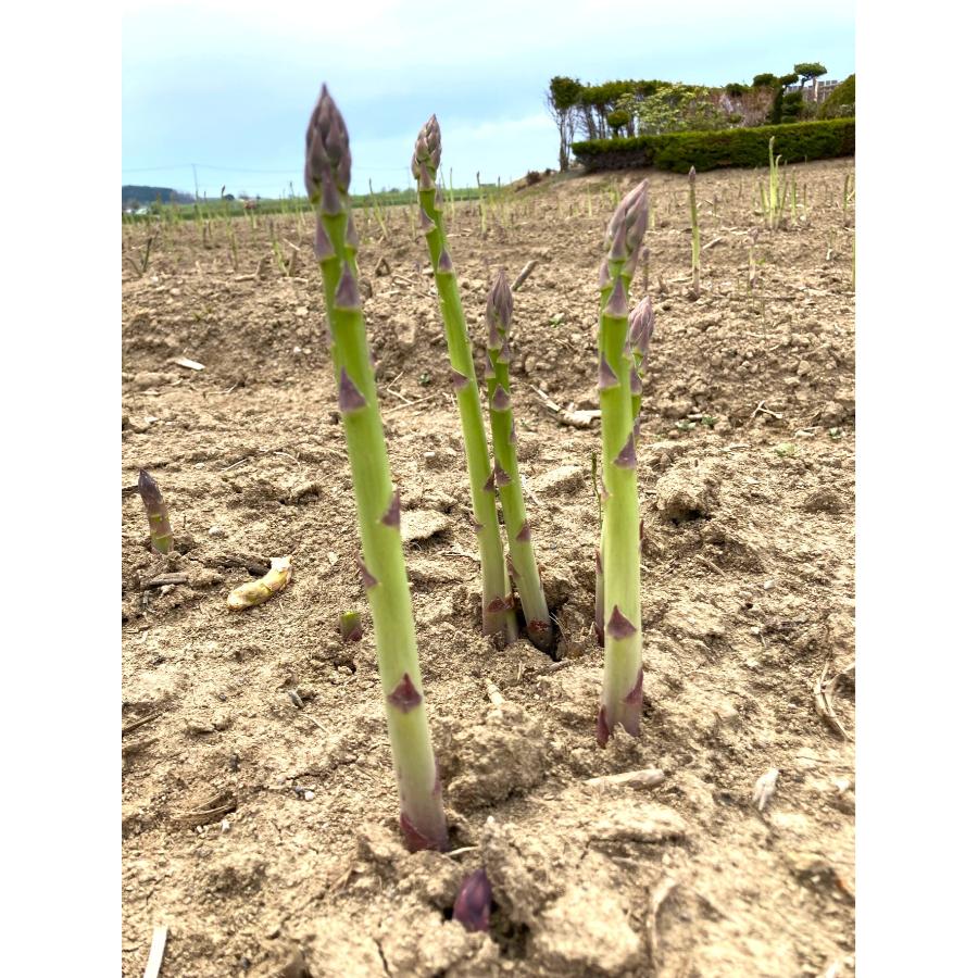 ＜上田ファーム＞グリーンアスパラガス1kg