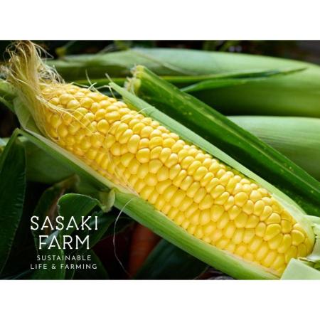 ＜佐々木ファーム＞自然栽培とうもろこし4kg（12～14本）