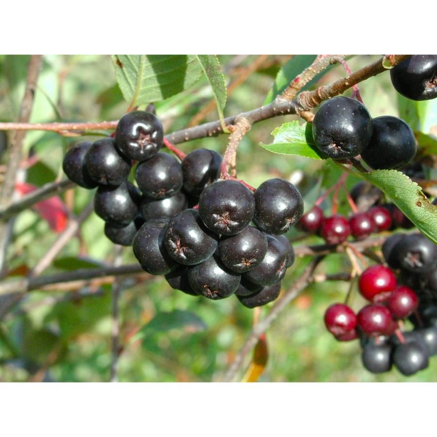 とうやの赤しそジュース&アロニアジュース500ml×各1本セット