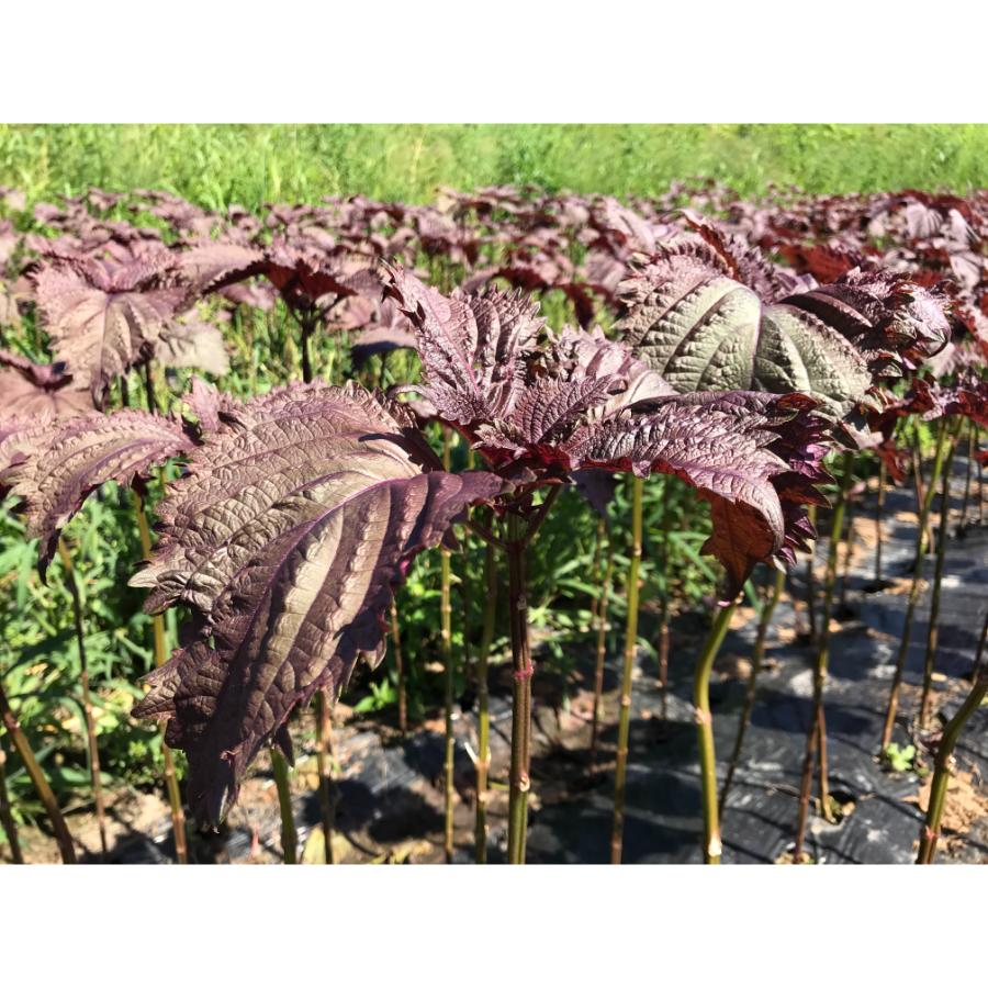 とうやの赤しそジュース&アロニアジュース500ml×各1本セット