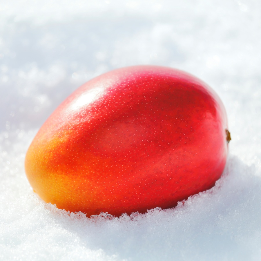 北海道真冬のマンゴー『十勝マンゴー』2Lサイズ1玉（箱入れ）