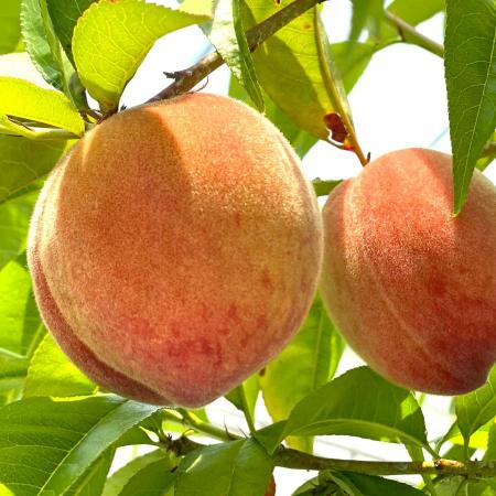 ＜晴れの実り。とかちもも＞温室栽培白桃”はなよめ”【秀品】1.5kg（6～8玉）