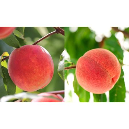 ＜晴れの実り。とかちもも＞白桃＆黄桃【優品】2kg