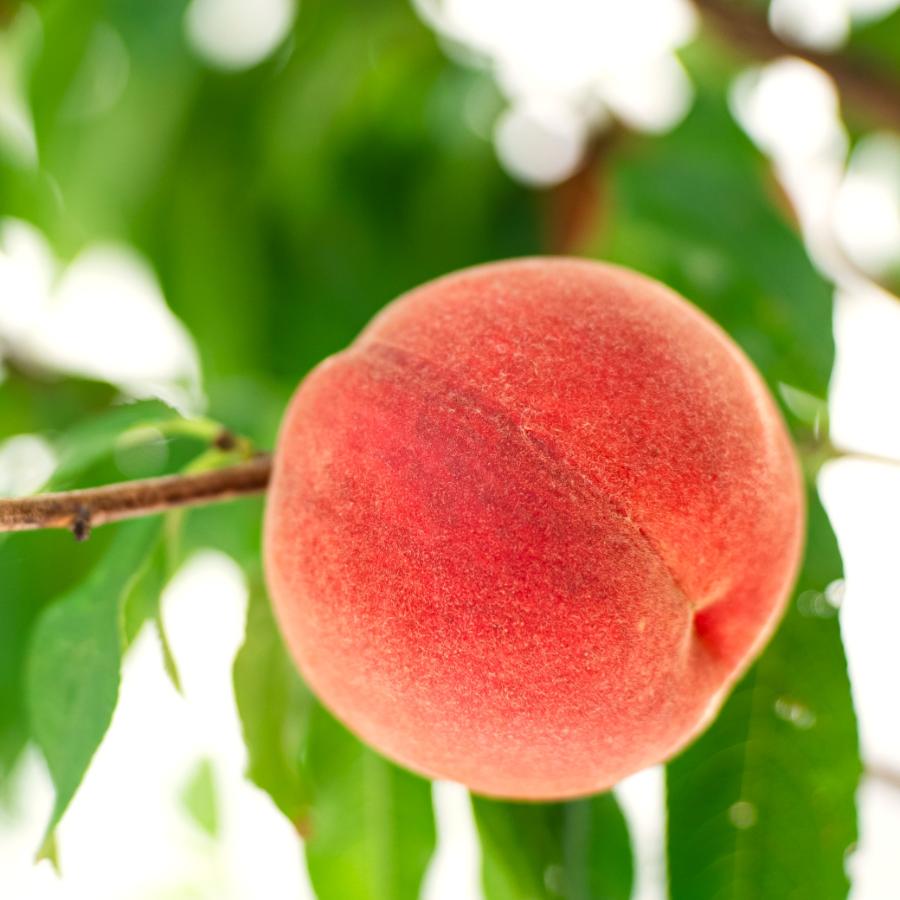 <晴れの実り。とかちもも>白桃【優品】2kg