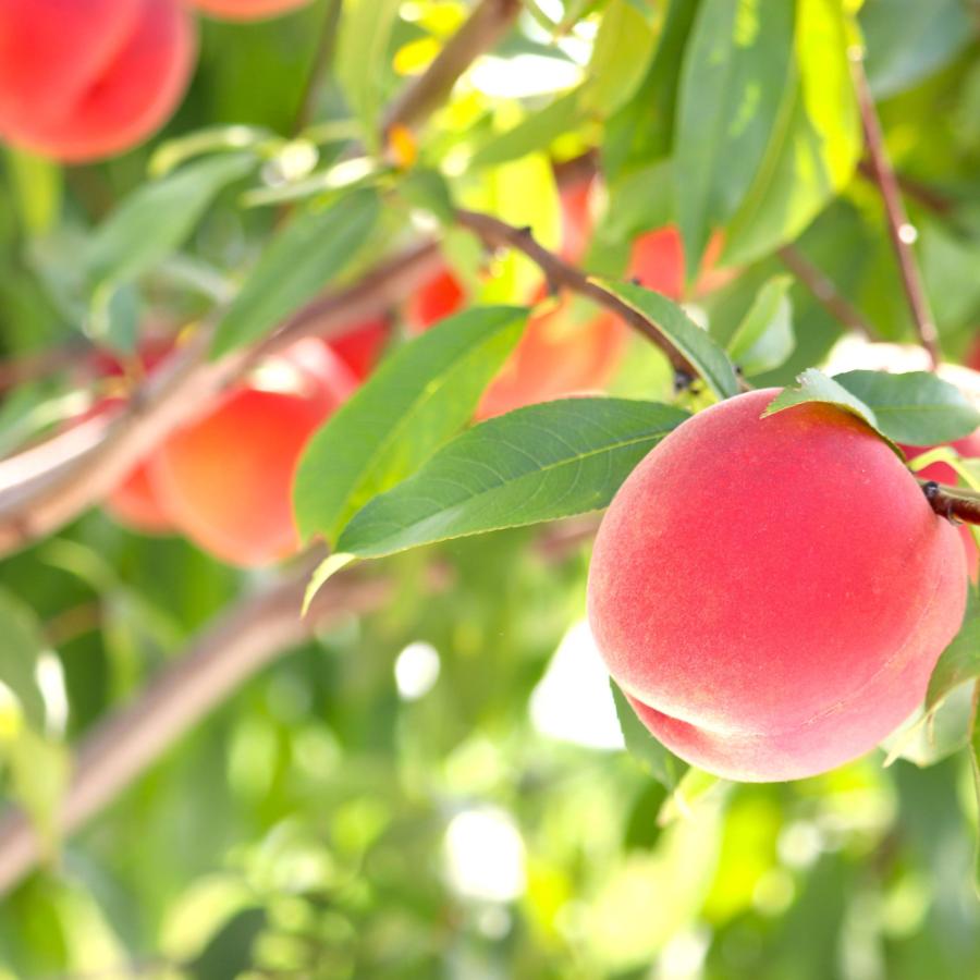 <晴れの実り。とかちもも>白桃【優品】2kg