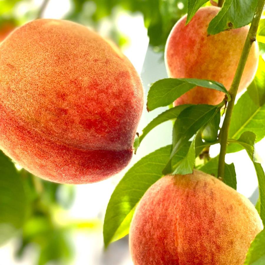 【もったいない！を食べよう】＜晴れの実り。とかちもも＞温室栽培白桃”はなよめ”【訳あり品】1.5kg（6～8玉）