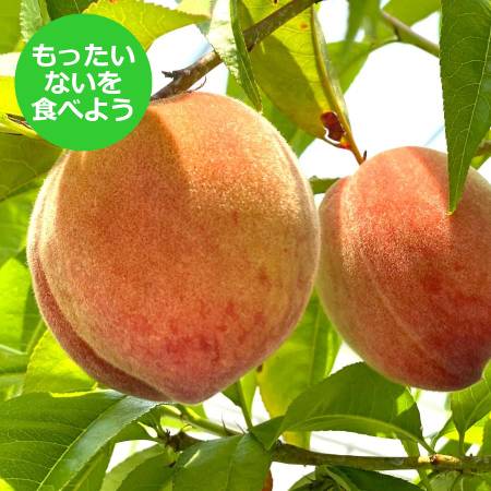 【もったいない！を食べよう】＜晴れの実り。とかちもも＞温室栽培白桃”はなよめ”【訳あり品】1.5kg（6～8玉）