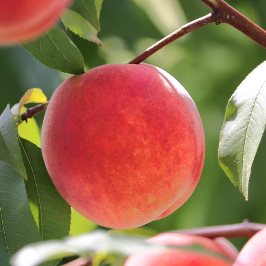 【もったいない!を食べよう】<晴れの実り。とかちもも>黄桃【訳あり品】2kg