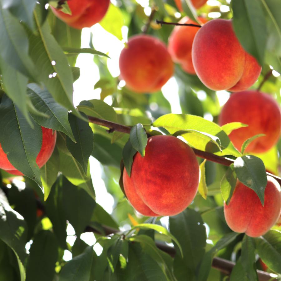 【もったいない!を食べよう】<晴れの実り。とかちもも>黄桃【訳あり品】2kg
