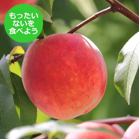 【もったいない！を食べよう】＜晴れの実り。とかちもも＞黄桃【訳あり品】2kg