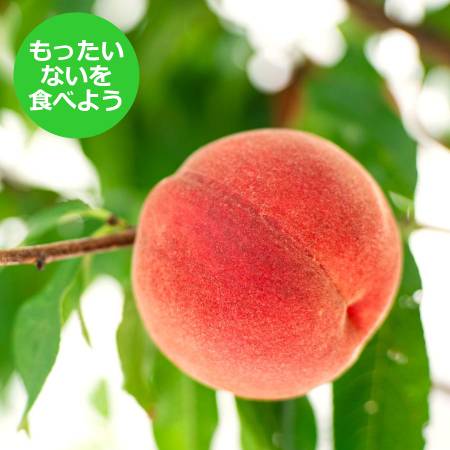 【もったいない！を食べよう】＜晴れの実り。とかちもも＞白桃【訳あり品】2kg