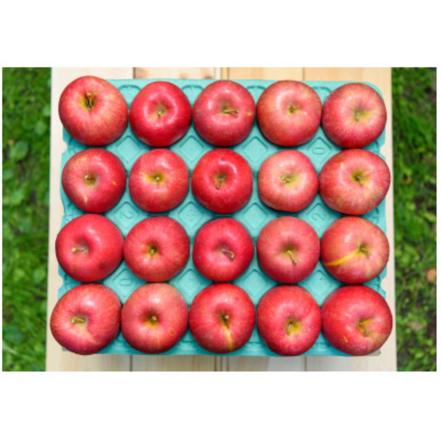 早生ふじ家庭用10kg/平均糖度12度以上【もったいない！を食べよう】10月発送