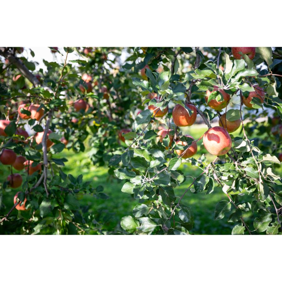 ＜津軽びいどろ＞りんごカップペアセット