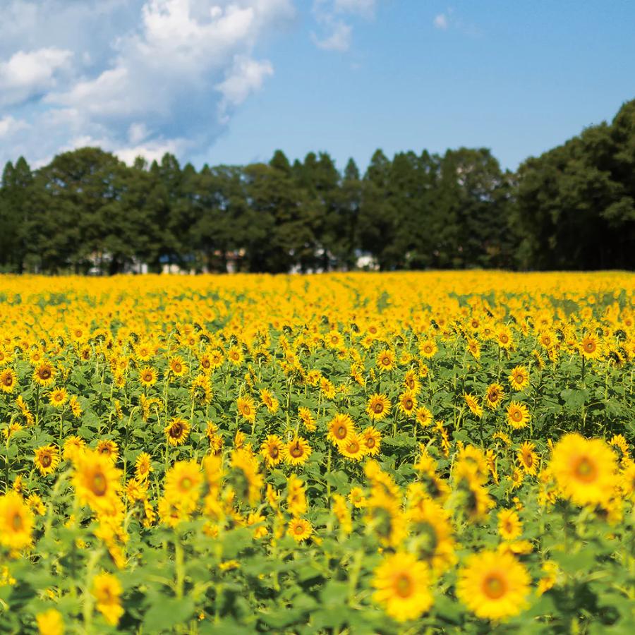 ＜津軽びいどろ＞一輪挿し 向日葵