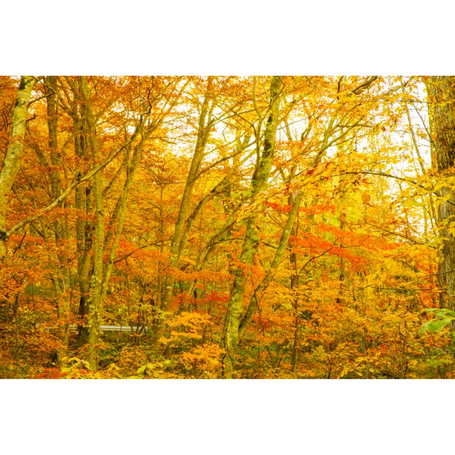 ＜津軽びいどろ＞金彩秋風 花器 大