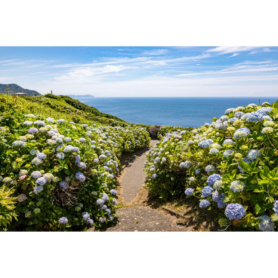 ＜津軽びいどろ＞龍飛岬 紫陽花 壺花器