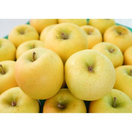 シナノゴールド贈答用10kg/平均糖度13度以上(1月発送)